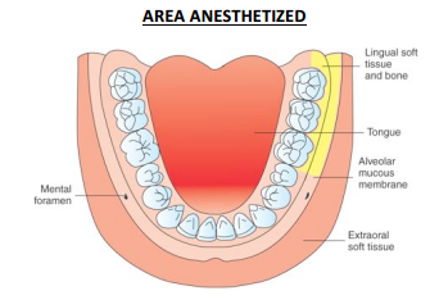 <p>Buccal gingival tissue of molars</p>