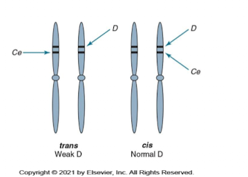 <p><span>AKA cis-product antigens.</span></p><ul><li><p><span>Two genes on same chromosome may form additional antigen products.</span></p></li><li><p><span>Ex: c and e antigens cause “f” to be inherited.</span></p></li></ul><p></p>