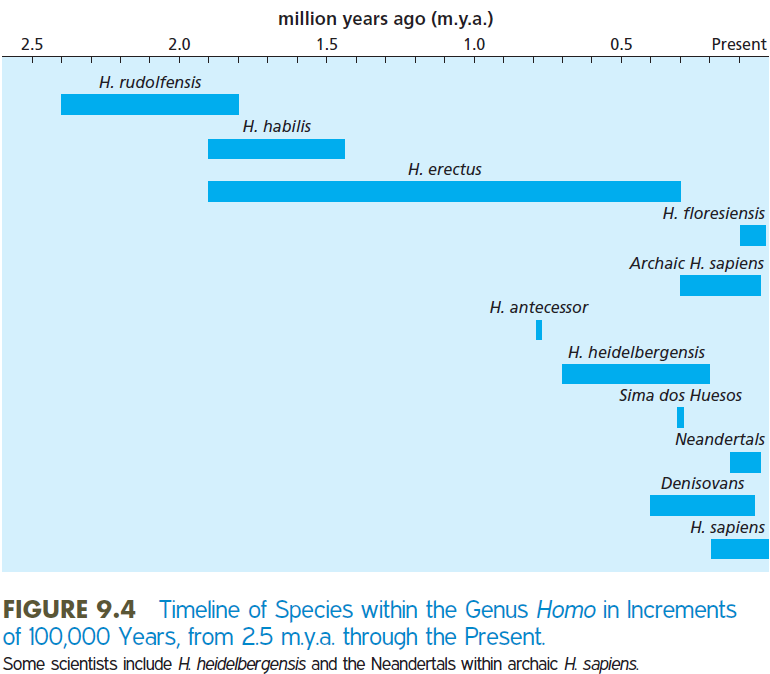 <ul><li><p>Homo rudolfensis (H. rudolfensis)</p></li><li><p>H. habilis</p></li><li><p><strong>H. erectus </strong></p></li><li><p>H. antecessor</p></li><li><p>H. heidelbergensis</p></li><li><p>Neanderthal</p></li><li><p>H. floresiensis (the “hobbits”)</p></li></ul><p>Evolution is not a linear process!</p>