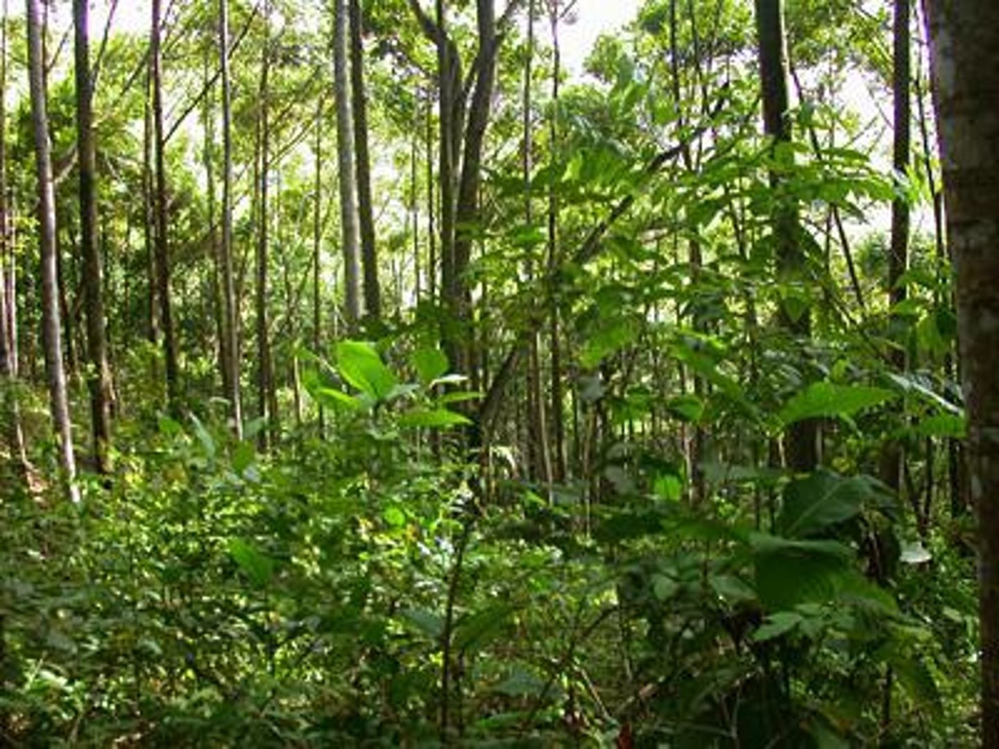 <p>(tropical) rainforest</p>