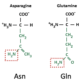 What are the hydrophilic amino acids that are polar and uncharged?