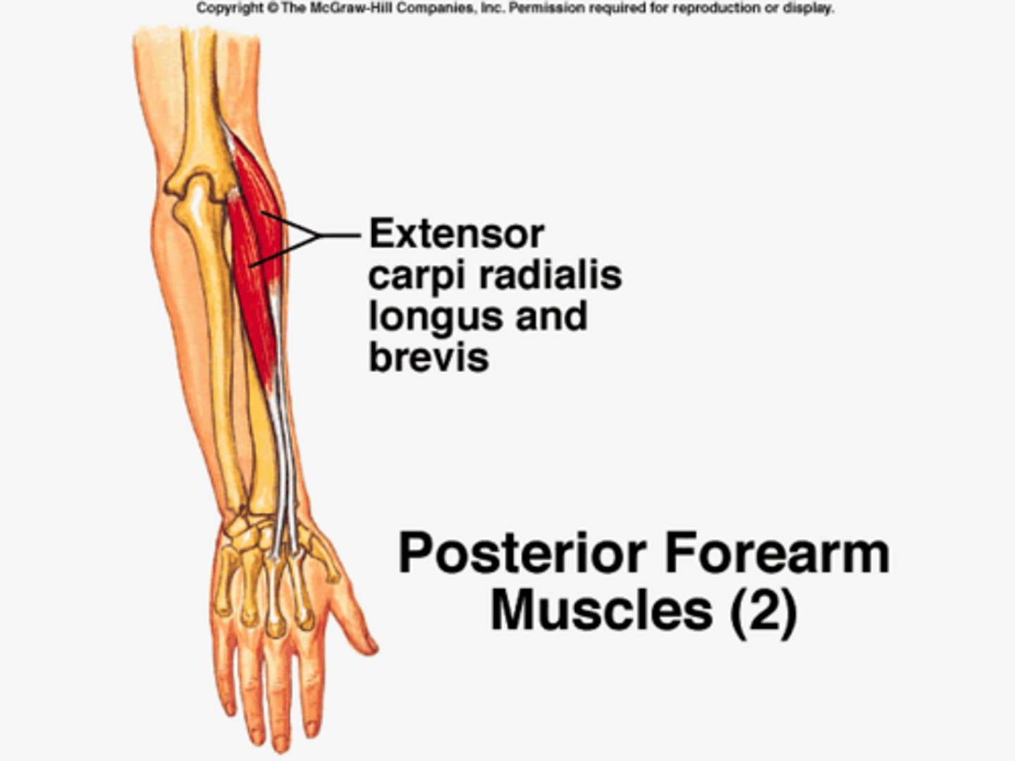 <p>base of 2nd (longus) and 3rd (brevis) metacarpal</p>