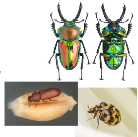 <p>Name the Order</p>