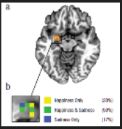 <p>Brain activity reflected valence and arousal ratings, not distinct emotion categories, supporting the idea that emotions arise from core affect. </p>