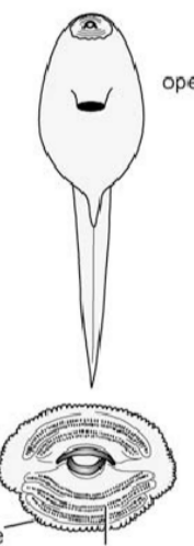 <ul><li><p><span>keratinous mouthparts</span><br><span>present</span></p></li><li><p><span> midventral spiracle</span></p><p></p></li><li><p><span>Ascaphidae and Bombinatoridae</span></p></li></ul><p></p>