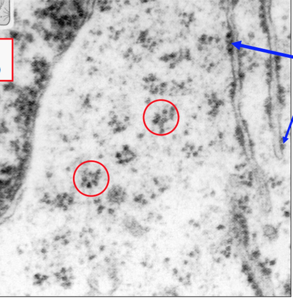 <p>synthesizes proteins to function in the cytoplasm</p>