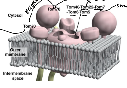 <p>Functions as the transit peptide receptor of the TOM complex, accepting precursor proteins from the TOM70 and TOM20</p>
