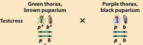 <p>Predict the progeny from this test cross and identify the recombinant and nonrecombinant progeny.</p>
