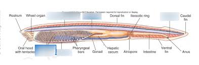 <p>-lancelets amphioxus </p><p>-30 marine spp.</p><p>-5 hallmarks all readily apparent </p><p>-myomeres</p><p>-hepatic cecum- unique cellular ingestion/intracellular digestion </p><p>-no real brain on dorsal nerve cord </p><p>-no heart but ventral aorta pumps blood forward</p><p>-dioecious </p><p>-external fertilization and larval stage</p>