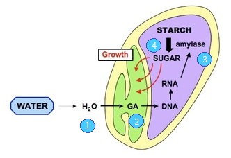 <ol><li><p>Seed absorbs water by osmosis and the water stimulates production of gibberellin by embryo </p></li><li><p>GA diffuses into cells of aleurone layer </p><ul><li><p>causes breakdown of DELLA proteins </p></li><li><p>switches on gene coding for hydrolytic enzymes (e.g amylase) </p></li><li><p>storage proteins in aleurone are broken down into amino acids which stimulates synthesis of amylase</p></li></ul></li><li><p>Amylase diffuses into endosperm</p><ul><li><p>hydrolyses starch into maltose </p></li><li><p>maltose is converted into glucose</p></li></ul></li><li><p>Glucose diffuses into embryo </p><ul><li><p>provides source of energy for growth of embryo plant</p></li></ul></li></ol>