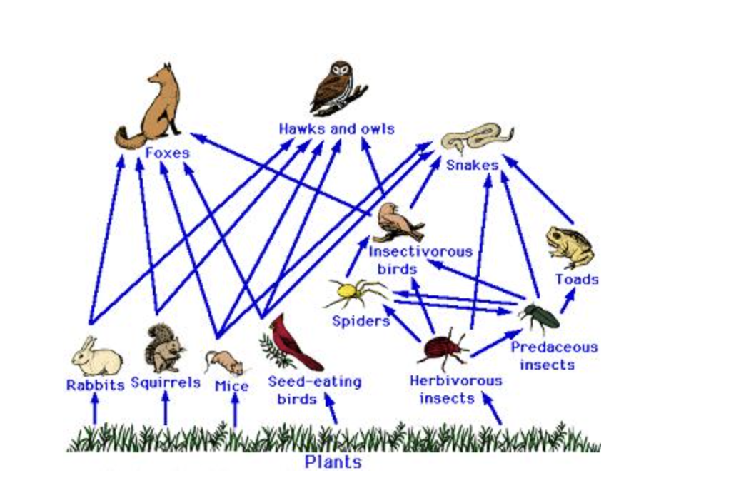 <p>The diagram below shows a food web.</p><p></p><p>(photo)</p><p></p><p>Which of the following is true about the food web?</p>