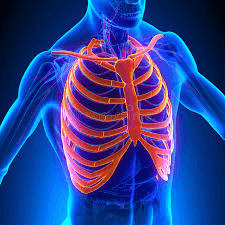 What bone is highlighted?