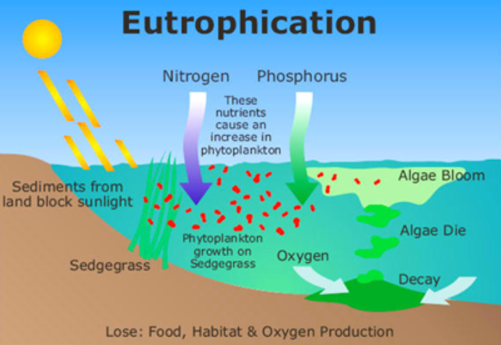 <p>caused by leaching of nutrients into watershelds. This leads to a series of effects to the aquatic ecosystem.</p><p></p><ul><li><p>nitrogen and phosphorus</p></li></ul><p></p>