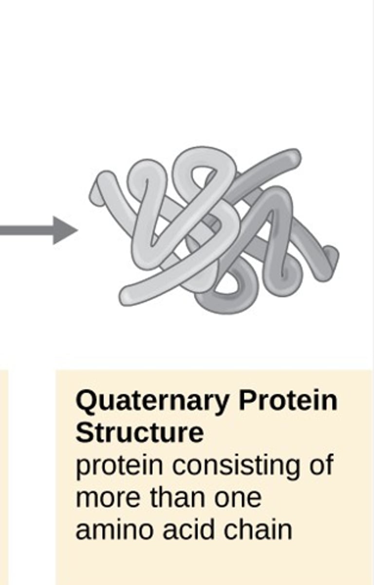 <p>protein consisting of more than one amino acid chain</p>
