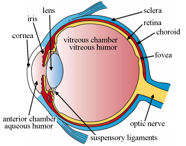 <p>white, outer layer of the eye; <strong>responsible for protection and form</strong></p><p><strong>ex: </strong>Think of them as the security guard at the club who’s always wearing (<em>white</em>) sunglasses, even at night.</p>