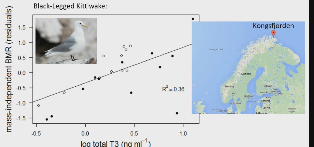 <ul><li><p>Study took place in north of Norway (HA HA HA HAALAND) Called Kongsfjordon</p></li><li><p>There is a bird called black legged kittiwake</p></li><li><p>Researchers caught these birds, took blood sample and measure T3 in plasma. Took them back to lab to measure BMR</p></li><li><p>Residual = BMR after factoring out body size</p></li><li><p>Positive correlation between T3 and BMR. More T3 =higher BMR was</p></li><li><p>Therefore T3 and T4 increase BMR</p></li></ul><p></p>