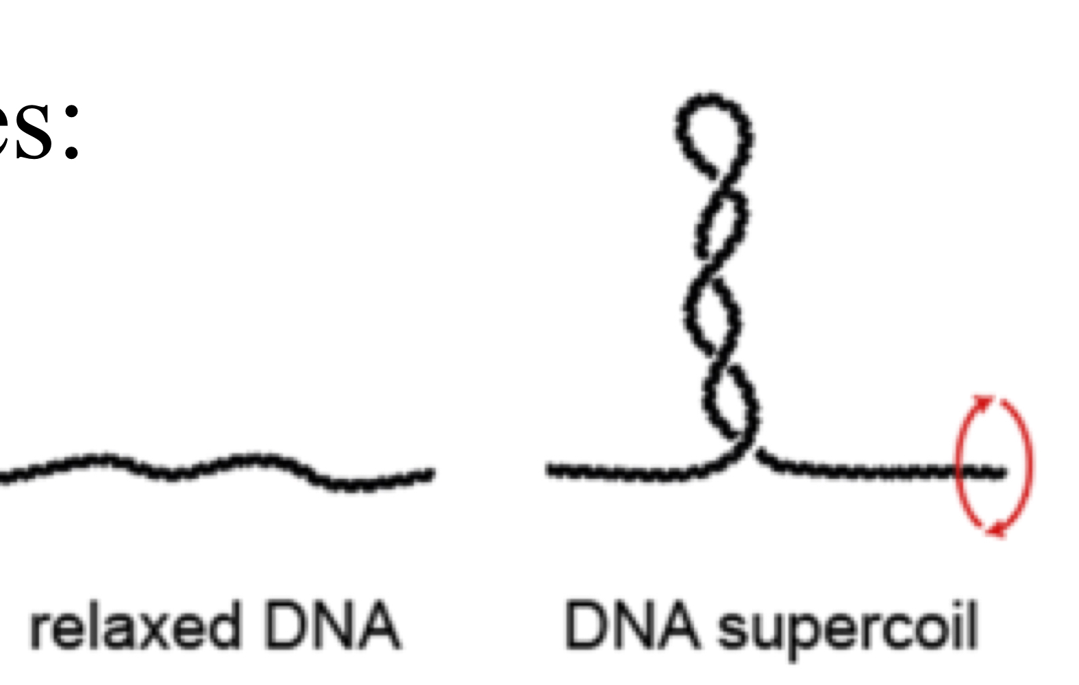 <p>This occurs for packing purposes, or protection for the genome.</p><p>Uncoiling must take place for expression. Machinery is needed, either from the host or from non-supercoiled parts of the virus.</p>