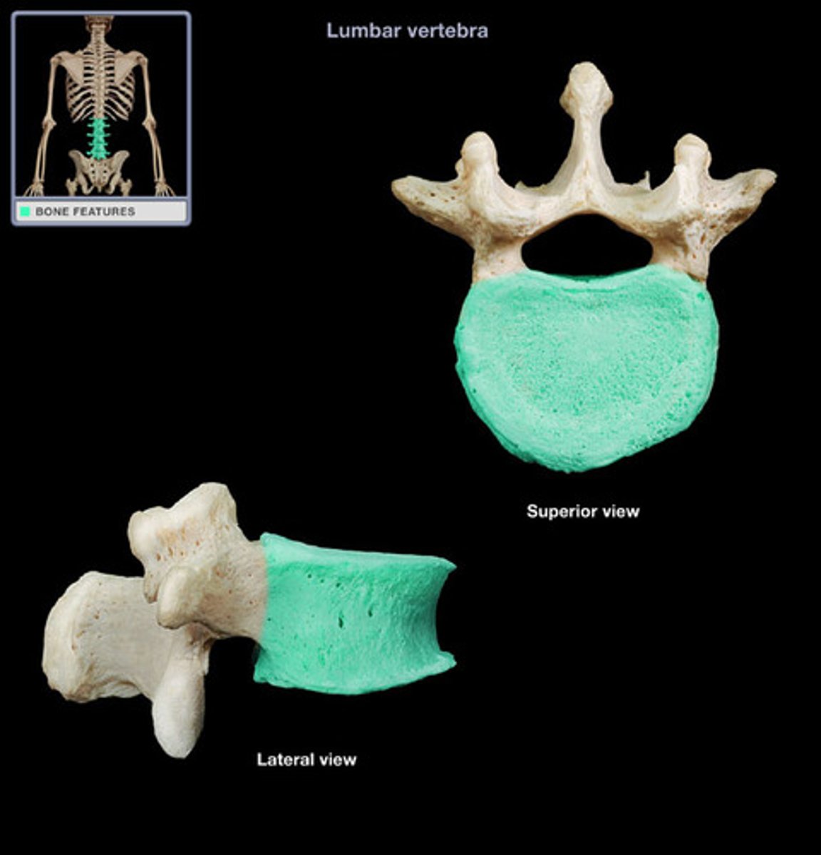 <p>Strongest vertebrae in the body, mainly used for load bearing</p>