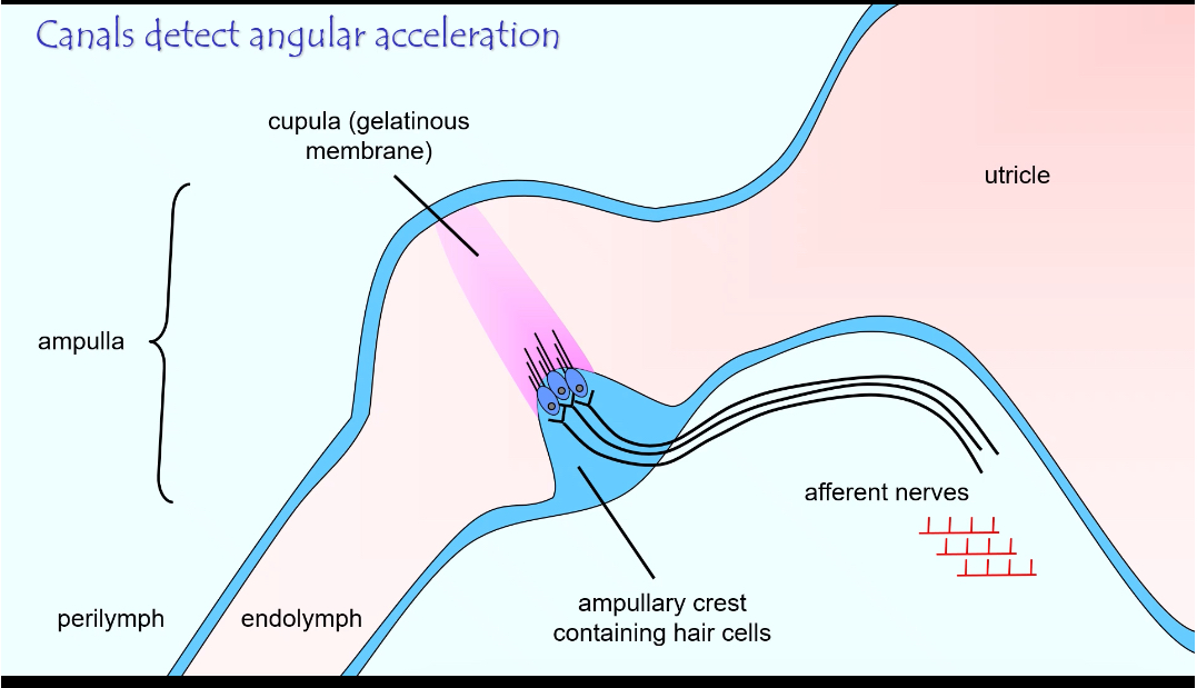 <p>Contains:</p><p class="p2">• Ampullary crest with hair cells</p><p class="p2">• Gelatinous cupula</p><p class="p2">• Endolymph inside the canal</p><p class="p2">• Afferent nerve fibres</p>