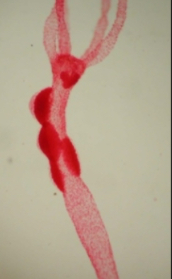 <p>What organism is this?</p>