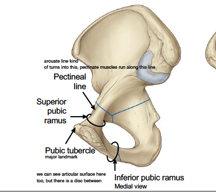 -this is smallest of the 3 bones 
-there is the pectineal line which kind of connects to arcuate line on ilium 
-there is superior pubic ramus
-then pubic tubercle with articulating surface on it 
-then there is the inferior pubic ramus