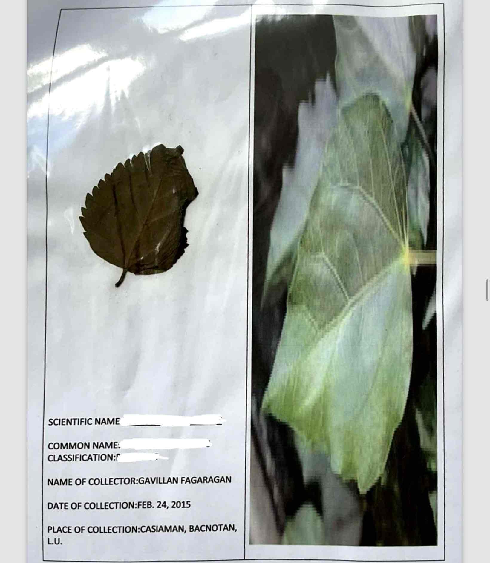 term image