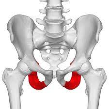 <p>what bone is this?</p>