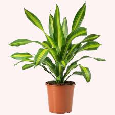 <p><span>Tropical perennial with broad green leaves and a yellow stripe down the center. Commonly used as an indoor ornamental plant.</span></p>