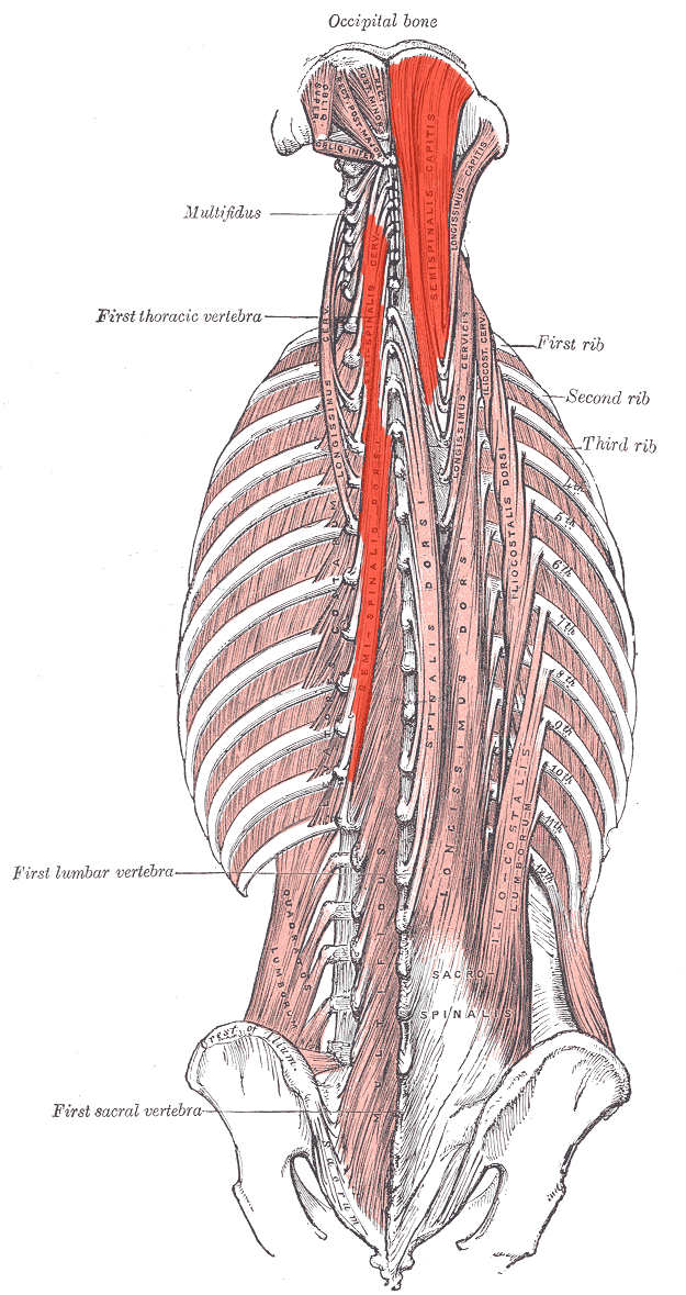 <p>Semispinalis <strong>INNERVATION</strong></p>