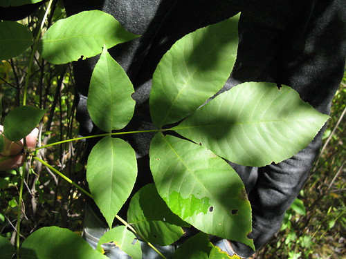 <p>(Carya glabra)</p>