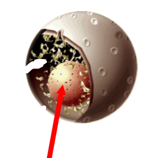 <p>a <strong>spherical structure </strong>found in the cell's nucleus in which the <mark data-color="#f4b5d6" style="background-color: #f4b5d6; color: inherit">primary function is to produce and assemble the cell's ribosomes</mark></p>