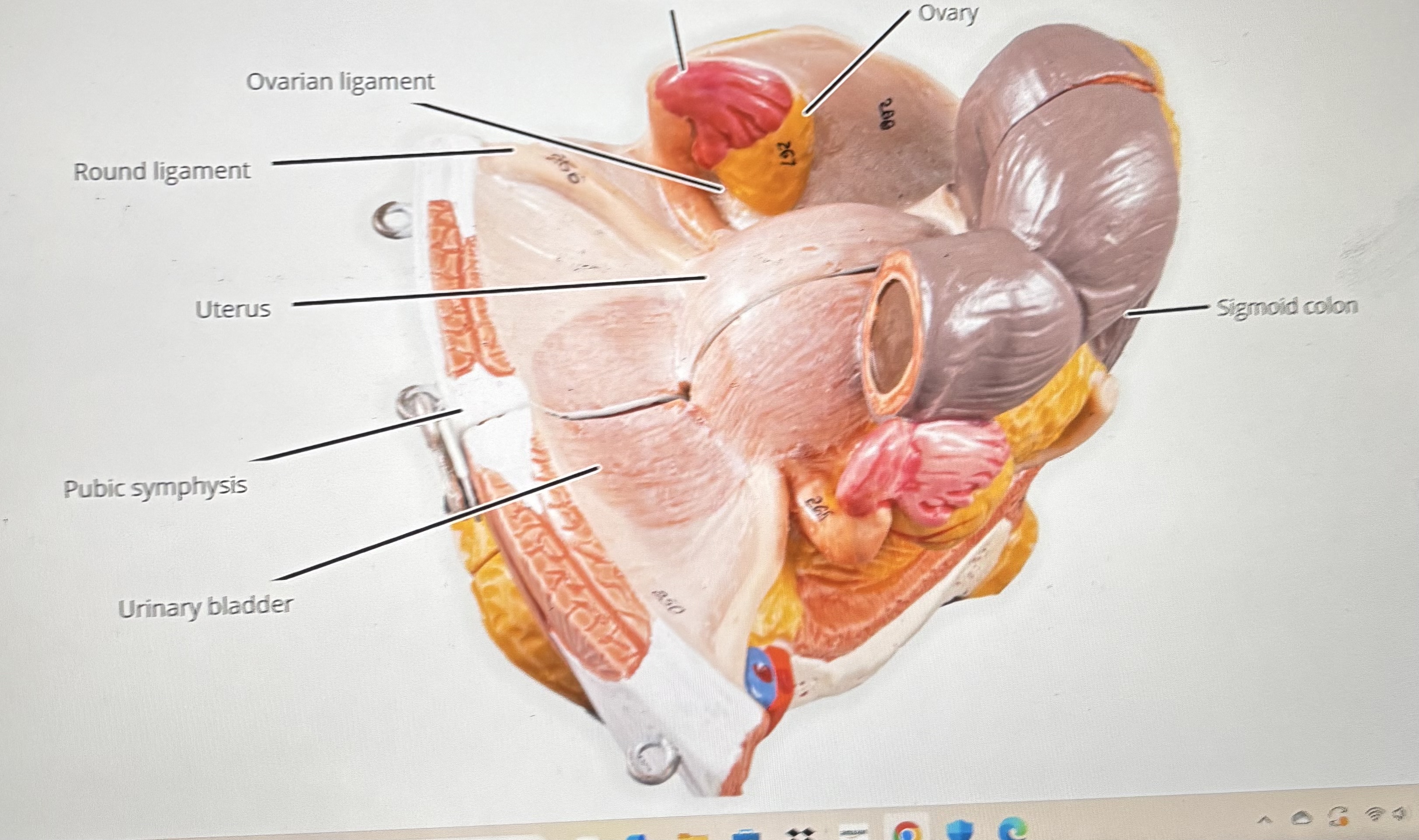 knowt flashcard image