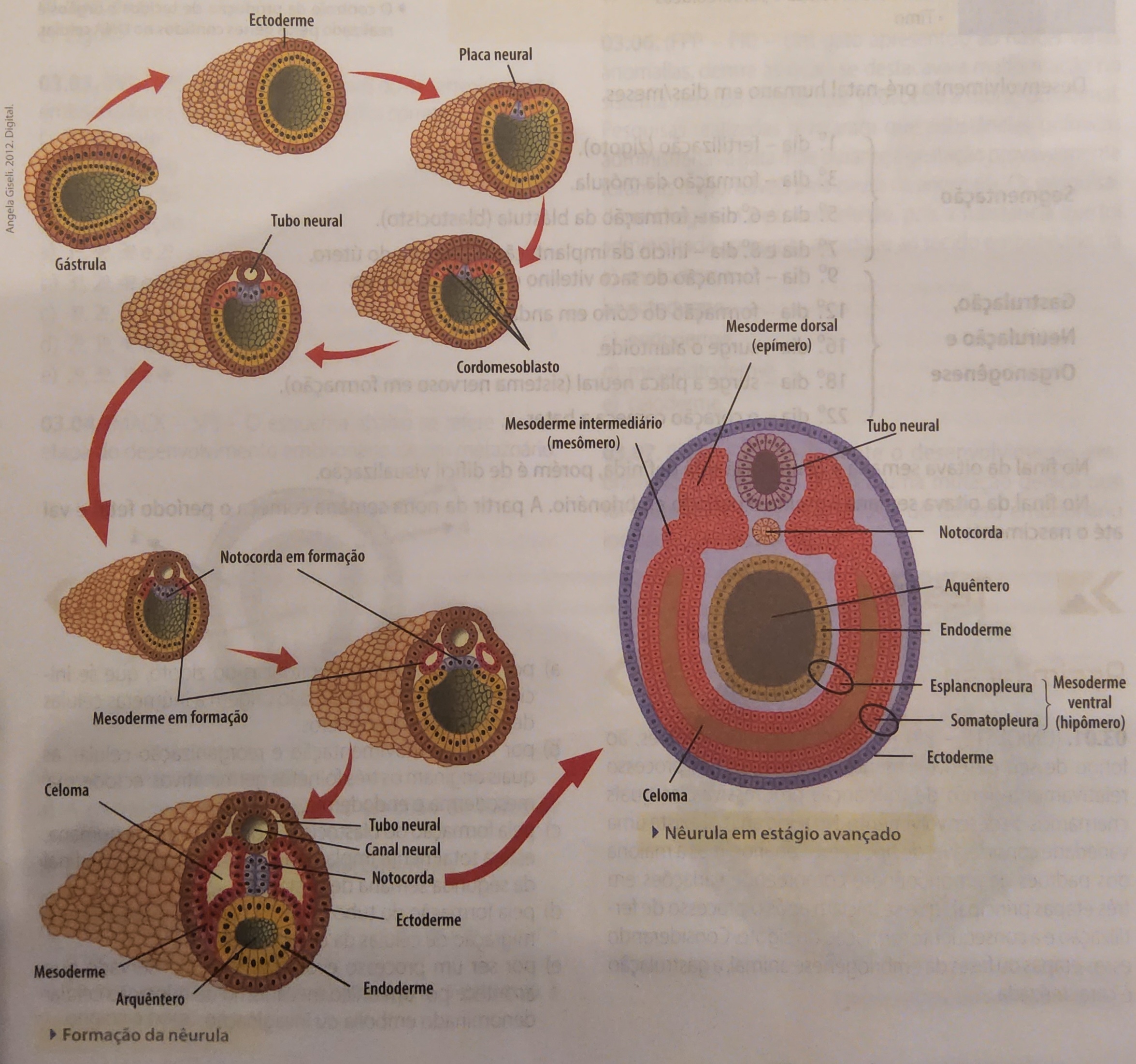 * se inicia com a formação do placa neural
* somatopleura - forma a parede do corpo
* esplancnopleura - forma os órgãos