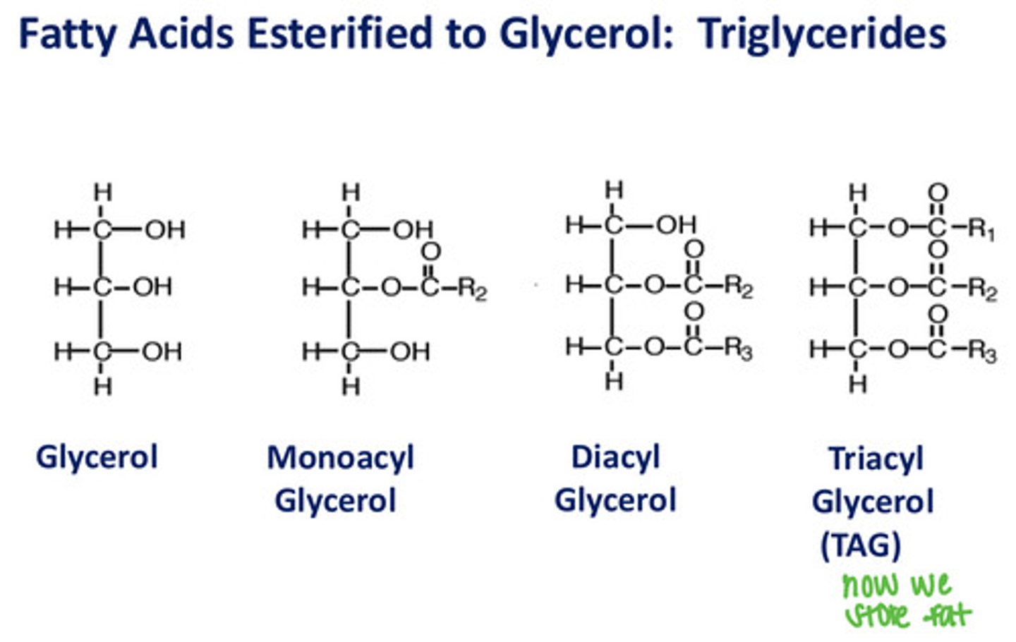<p>Triglycerides</p>