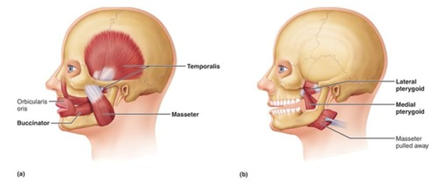 <p>The process of chewing food.</p>