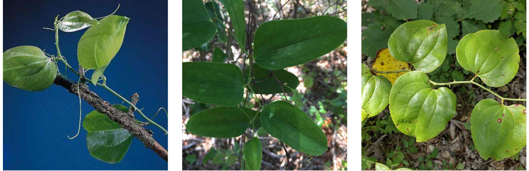 <p></p><ul><li><p>Thorny vines</p></li><li><p>Simple leaves with entire margin</p></li><li><p>Can have tendrils</p></li></ul><p></p>