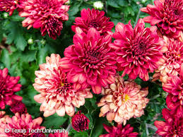 <p><em>Chrysanthemum x morifolium</em> - Cold hardiness (zone 5-8), 1-3ft tall, light shade to full sun, mesophyte, well-drained, moist soil, popular for decor</p>