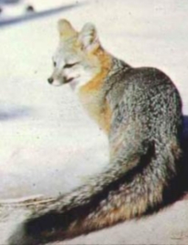 <p>Urocyon cinereoargenteus</p>