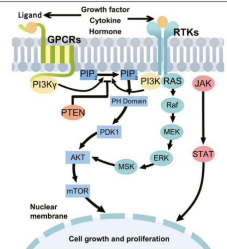 <p>PI3K/AKT/mTOR pathway in many cancers</p><p>-	PI3K signaling is deregulated in a wide variety of cancers</p><p>o	Breast, gastric, ovarian, colorectal, prostate, glioblastoma, endometrial</p><p>-	Alterations include:</p><p>o	Loss or inactivation of tumor suppressor PTEN</p><p>o	Mutations or amplification of PI3K (PIK3CA gene)</p><p>o	Activation of tyrosine kinase growth factor receptors upstream of PI3K</p><p>-	Drugs include a variety of FDA-approved and experimental types</p><p></p>