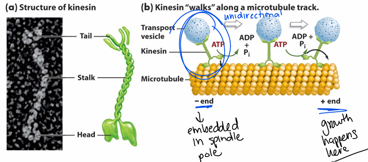 <p>**unidirectional </p><ul><li><p>homologous OR unique</p></li><li><p>- end: embedded in spindle pole  + end: growth happens here</p></li></ul><p></p>