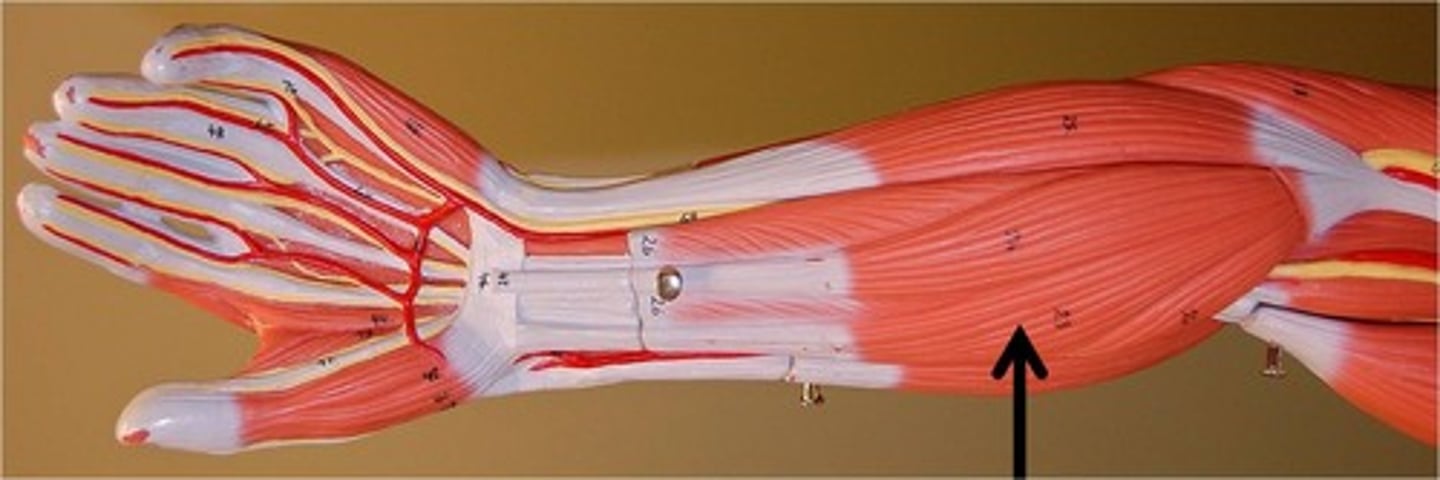 <p>Flexes wrist and abducts hand.</p>