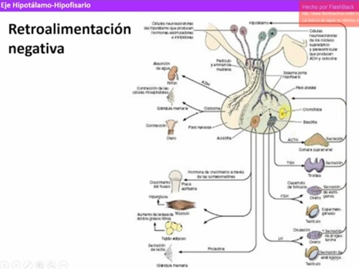 <p>Organos regulados por hormonas, suprarrenales, la tiroides, ovario y testiculo. Regulados por las hormonas tropinas de producidas por la adenohipofisis, liberan otras hormonas que x retro alimentacion negativa inhiben tambien a niven de la adenohipofisis y del hipotalamo.</p><p><u>Patologias que alteral la secrecion de GH:</u></p><ul><li><p><strong>Hipersecrecion</strong>: excesiva produccion de la jormona de crecimiento puede producir gigantismo, (hasta la pubertad) o acromegalia (Adultez), fecuentemente secundarios a un adenoma hipofisario.</p></li><li><p><strong>Hiposecrecion</strong>: producción insuficiente de la hormona de crecimiento puede producir enanismo a causa de defectos congenitos, tumores, etc</p></li></ul><p></p>