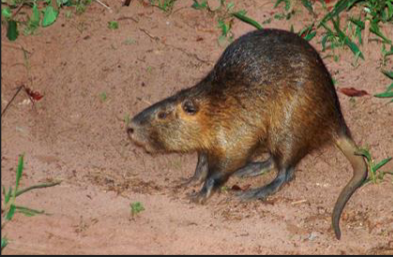 <p>What family is this species from</p>