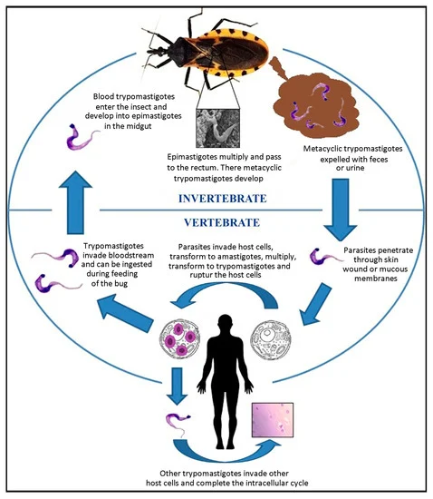 <p>Subdivision of trypanosoma:<strong> STERCORARIA (T. Cruzi)</strong></p><ol><li><p><strong>Trypomastigotes:</strong> The cycle starts with trypomastigotes present in the blood of an infected host. These are the infectious form of the parasite.</p></li><li><p><strong>Reduviid bugs:</strong> The Trypomastigotes are ingested by Reduviid bugs (the vector) during a blood meal.</p></li><li><p><strong>Epimastigotes:</strong> Inside the bug, the Trypomastigotes transform into Epimastigotes and reproduce through binary fission over 8-10 days.</p></li><li><p><strong>Trypomastigotes in feces:</strong> The Epimastigotes eventually transform back into Trypomastigotes and are excreted in the bug's feces.</p></li><li><p><strong>Skin lesion:</strong> The Trypomastigotes can enter a new host through a skin, wound, during scratching of the bite site. </p></li><li><p><strong>invasion of cells: </strong>Once inside the host, Trypomastigotes invade host cells. (macrophages)</p></li><li><p><strong>Amastigotes:</strong> Inside the macrophages, they transform into Amastigotes, where they multiply.</p><ul><li><p>Lymph nodes (lnn.): From the macrophages, the Amastigotes can spread to the lymph nodes.</p></li></ul></li><li><p><strong>Blood:</strong> Eventually, they return to the bloodstream in their Trypomastigote form, continuing the cycle → epimastigote → trypomastigote etc.</p></li></ol><p></p>