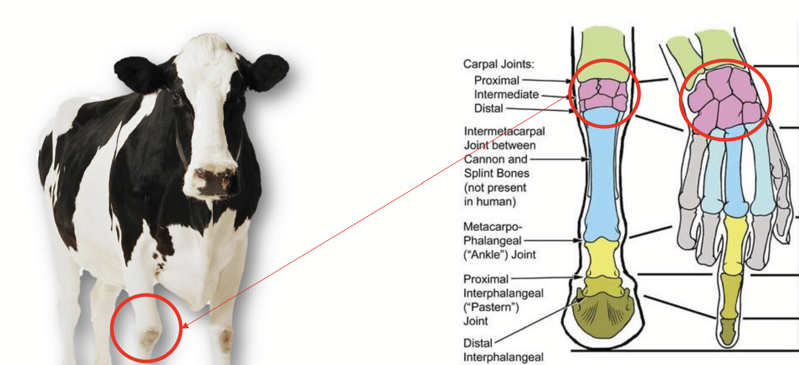 <p>Relating to the bones forming the human carpus (wrist), or to their equivalent in an animal's forelimb.</p>