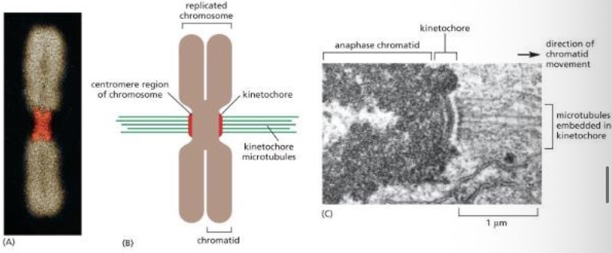 <p>Centromere = a point of constriction on the chromosome containing repeated DNA sequences that bind specific proteins</p><p>Kinetochores = bunch or proteins attached to centromere, where microtubules bind</p><ul><li><p>proteins make up a disk like structure called the kinetochore</p></li><li><p>Contains an attachment site for microtubules necessary to separate the chromosomes</p></li></ul><p></p>