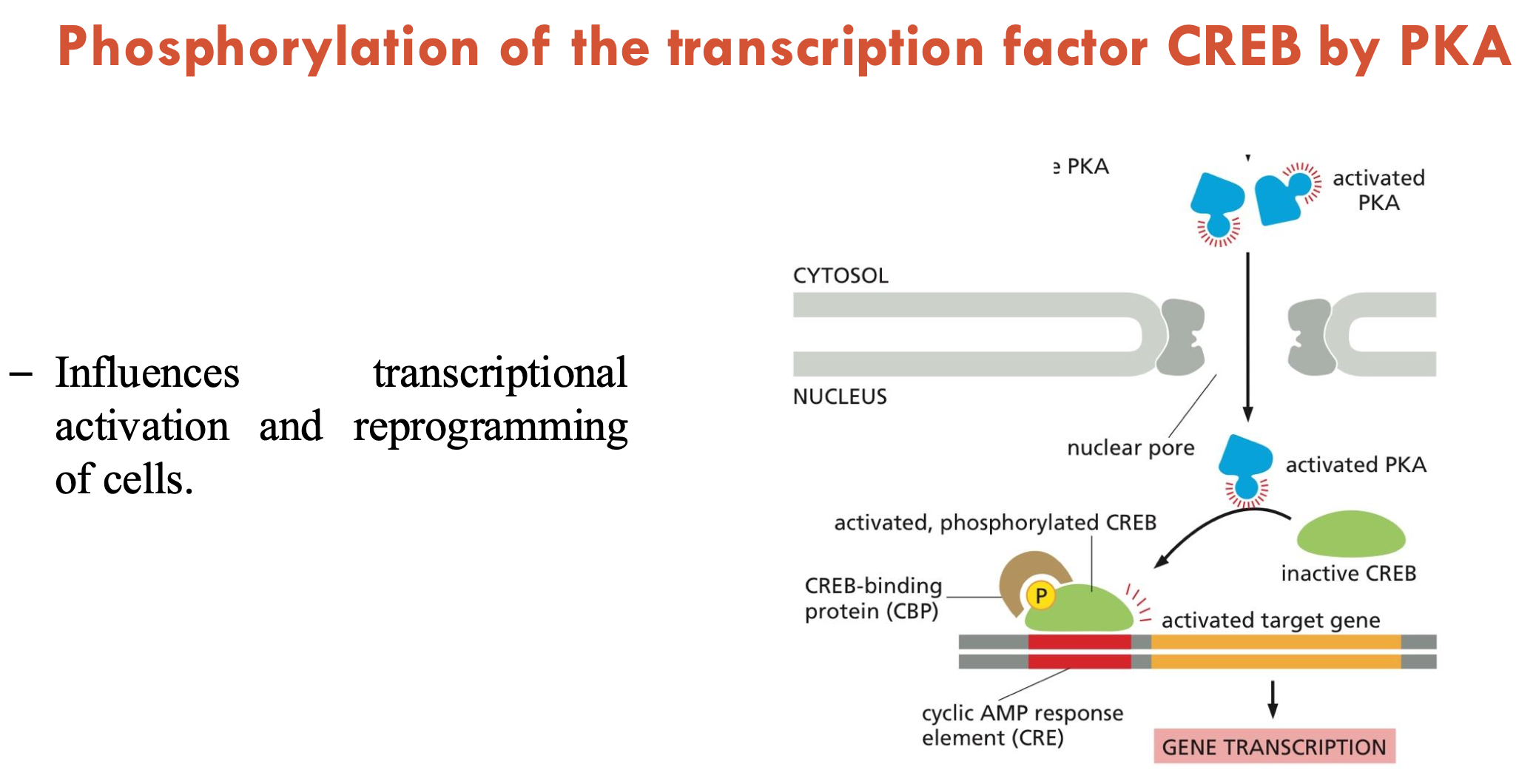 <p>A - cytosol</p><p>B - nucleus</p><p>C - transcription factor: CREB</p><p>D - influences transcriptional activation and cell reprogramming</p>