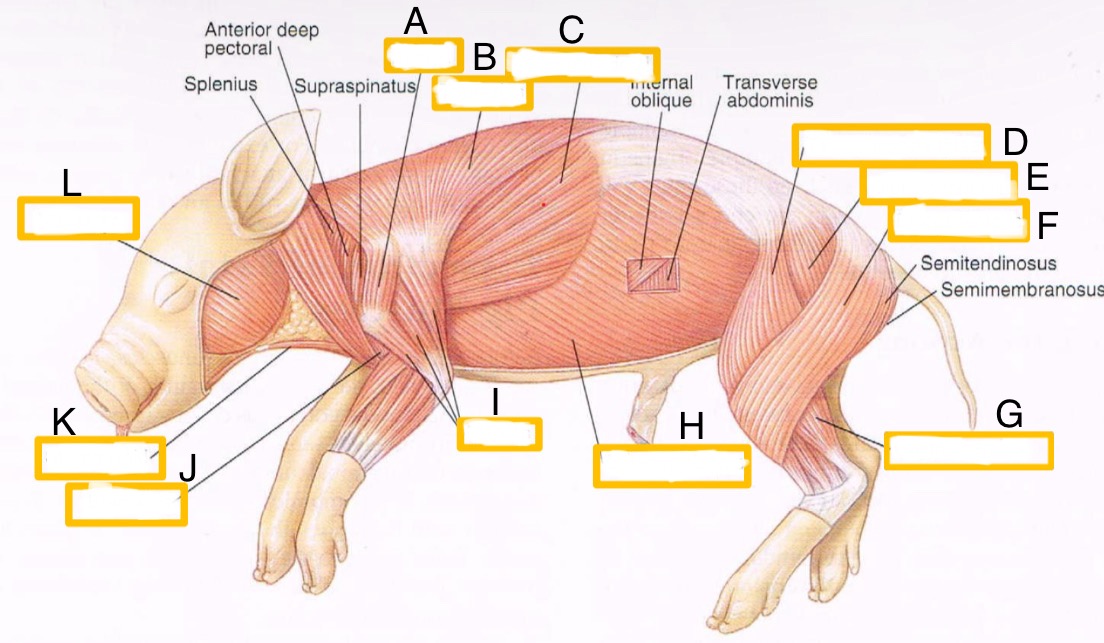 <p>What is B</p>