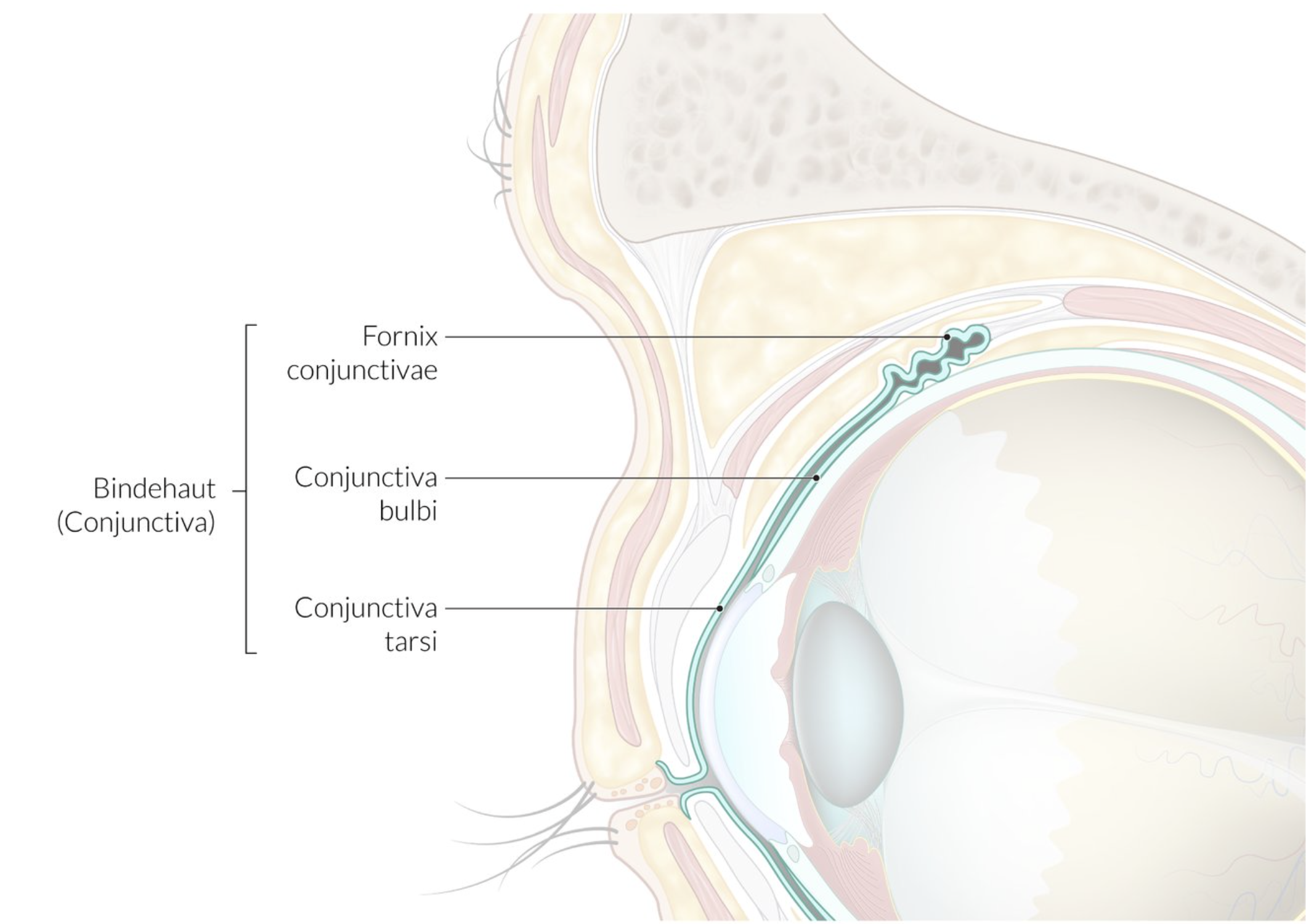 <p>A. Conjunctiva</p>