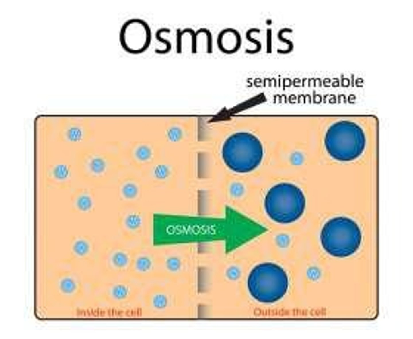 <p>Fluid moves from blood vessels into interstitial spaces.</p>